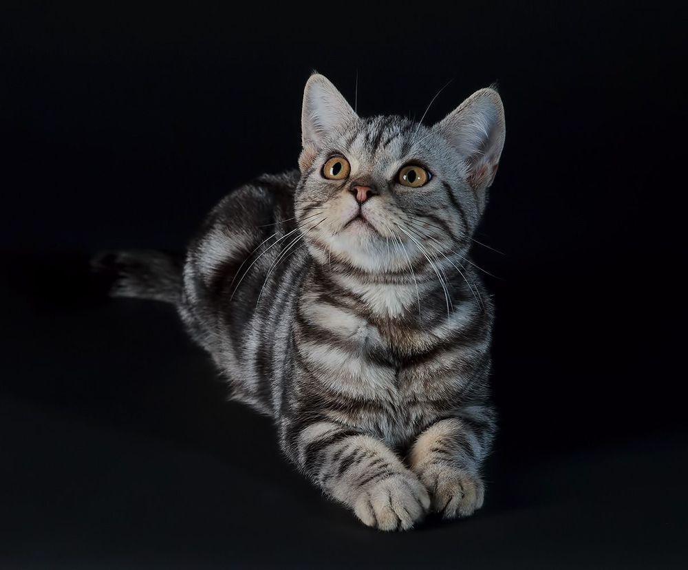 Маркиз. Американский короткошерстный кот  (American shorthair cat).