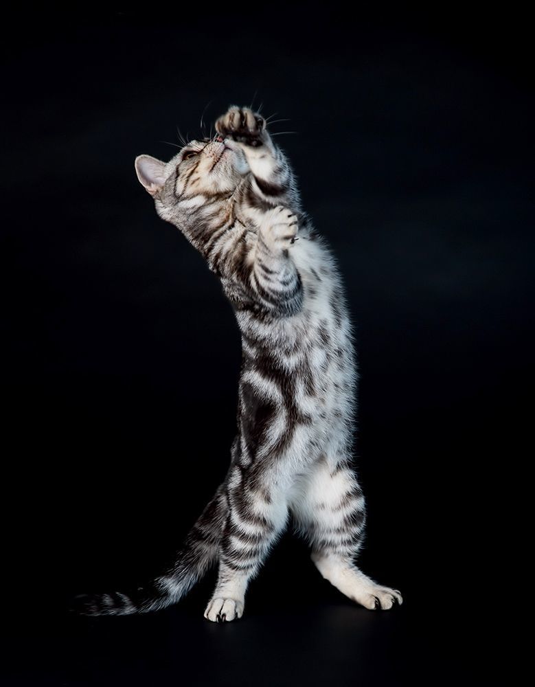 Маркиз. Американский короткошерстный кот  (American shorthair cat).