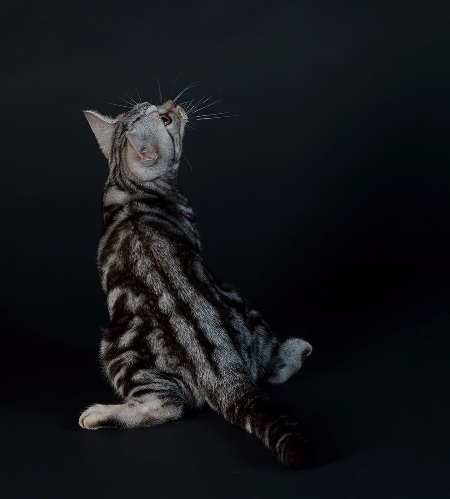 Маркиз. Американский короткошерстный кот  (American shorthair cat).