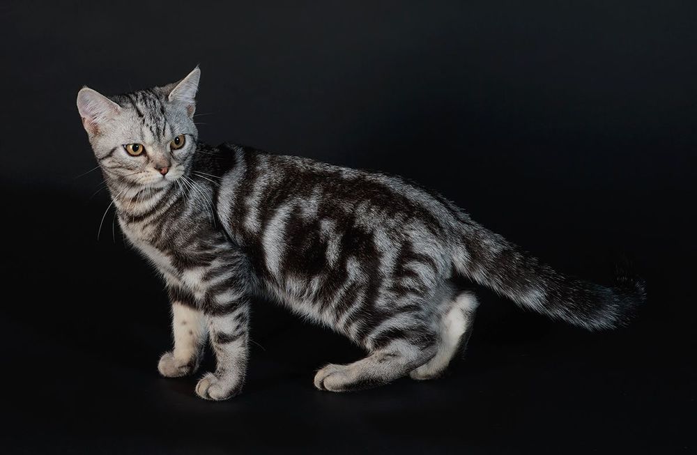 Маркиз. Американский короткошерстный кот  (American shorthair cat).