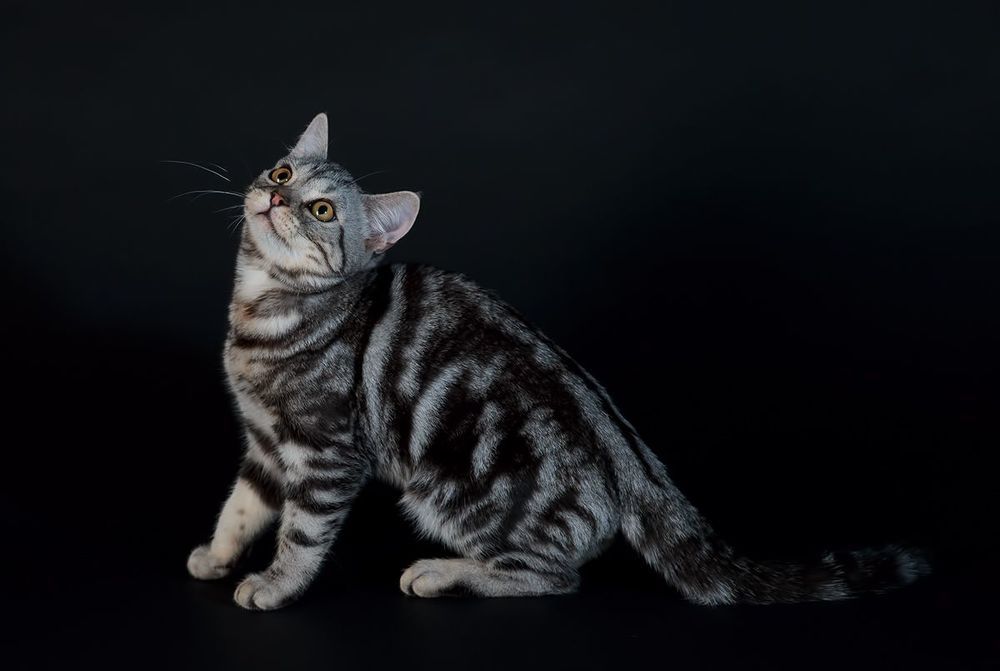 Маркиз. Американский короткошерстный кот  (American shorthair cat).