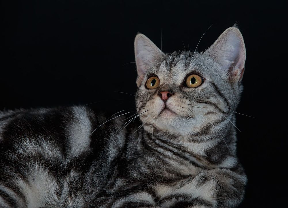 Маркиз. Американский короткошерстный кот  (American shorthair cat).