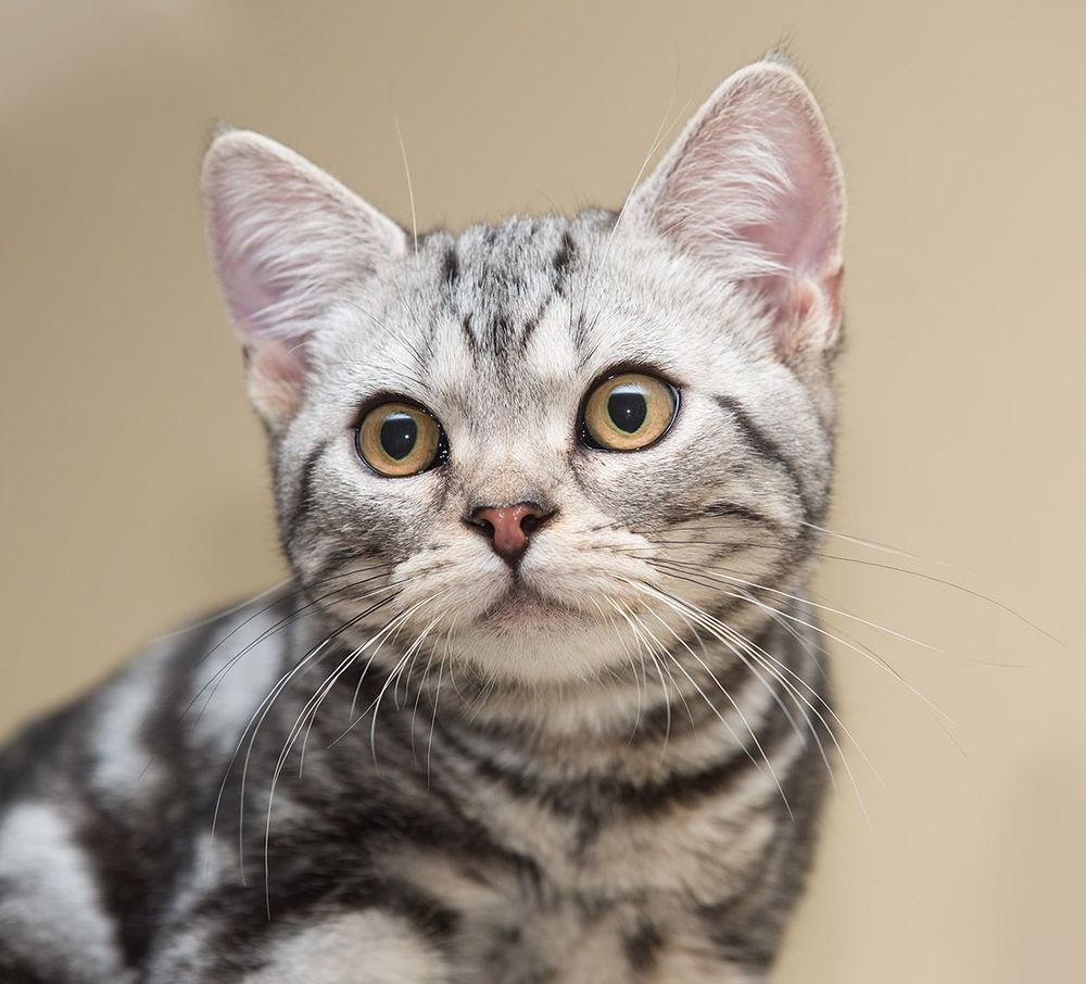 Маркиз. Американский короткошерстный кот  (American shorthair cat).