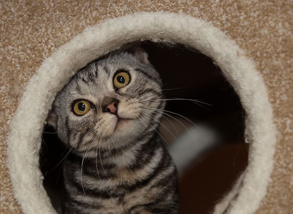 Маркиз. Американский короткошерстный кот  (American shorthair cat).
