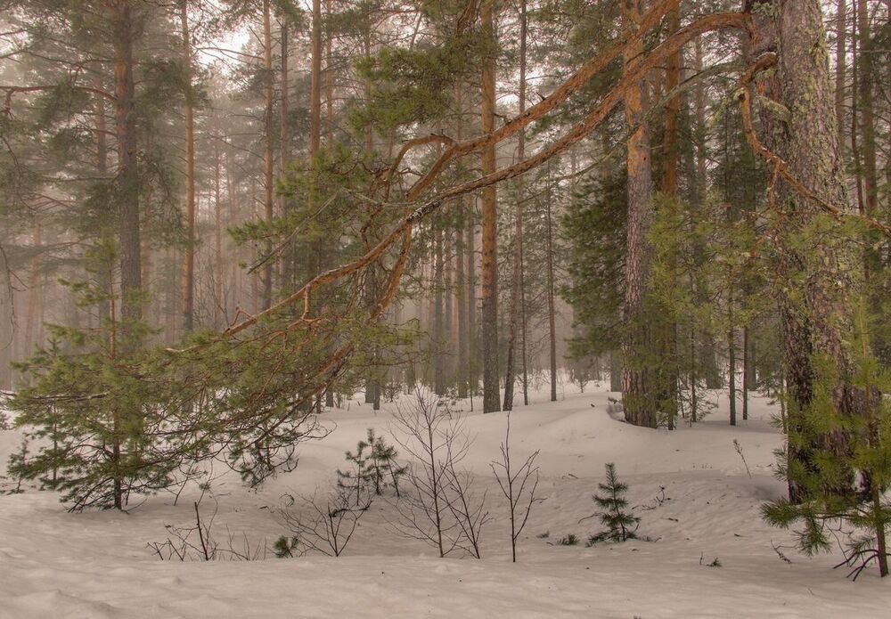 В лесу.