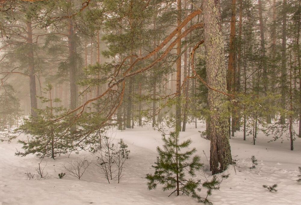 В лесу.