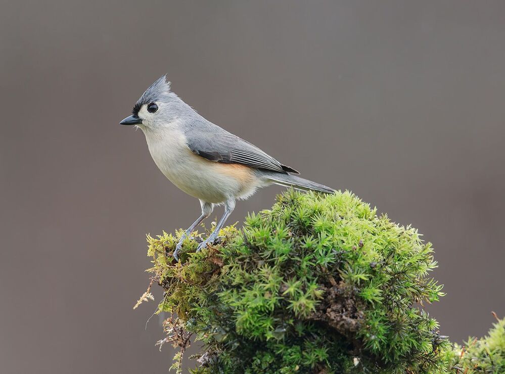 Острохохлые синицы -Tufted Titmouse  и Черношапочная гаичка - Black-capped Chickadee