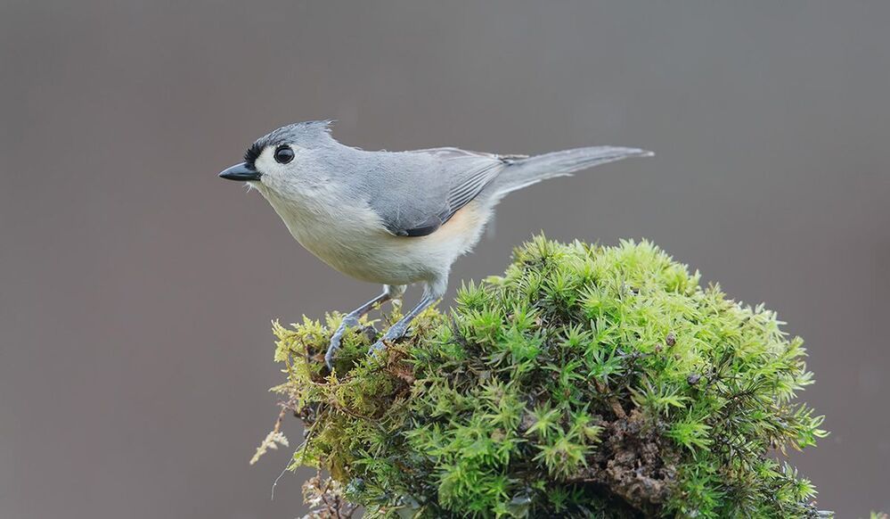 Острохохлые синицы -Tufted Titmouse  и Черношапочная гаичка - Black-capped Chickadee