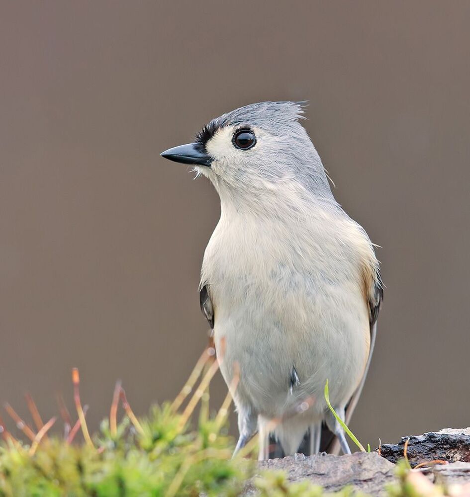 Острохохлые синицы -Tufted Titmouse  и Черношапочная гаичка - Black-capped Chickadee
