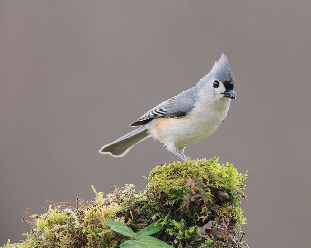 Острохохлые синицы -Tufted Titmouse  и Черношапочная гаичка - Black-capped Chickadee