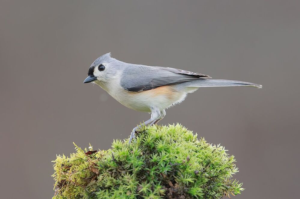Острохохлые синицы -Tufted Titmouse  и Черношапочная гаичка - Black-capped Chickadee