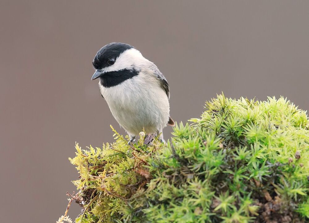 Черношапочная гаичка - Black-capped Chickadee
Черношапочная гаичка &mdash; небольшая птичка из семейства синицевых, обитающая в Северной Америке.
Небольшая птичка около 13 см в длину.