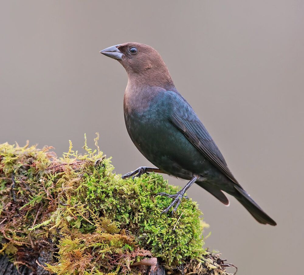 Буроголовый коровий трупиал - Brown-headed Cowbird - или воловья птица &mdash; североамериканская певчая птица семейства трупиаловые.
У птицы короткий, похожий как у зяблика клюв и тёмные глаза.
Самец окрашен преимущественно в чёрный с отливом цвет, голова коричневого цвета. Самка окрашена в серый цвет с более светлой грудью. Зимой птица частый гость кормушек.
