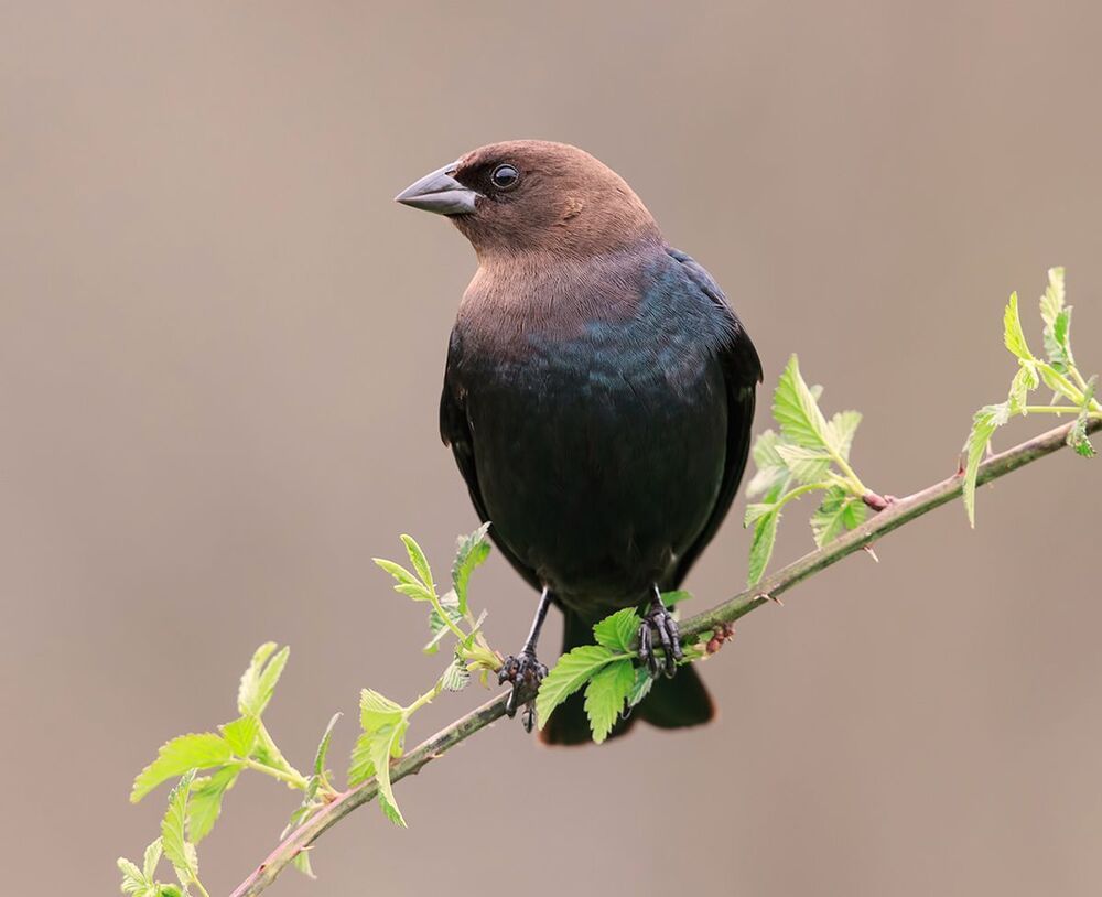 Буроголовый коровий трупиал (Brown-headed Cowbird) и Красноплечий чёрный трупиал (Red-winged Blackbird).
