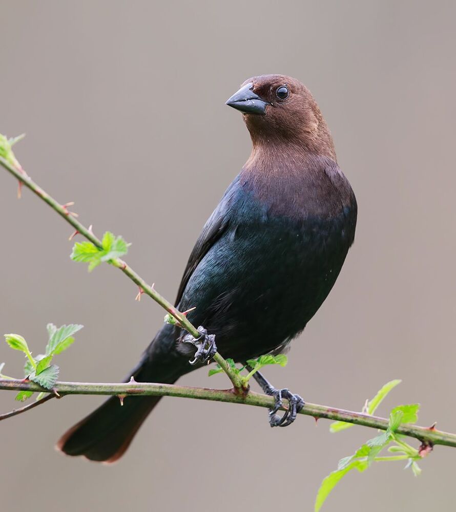 Буроголовый коровий трупиал (Brown-headed Cowbird) и Красноплечий чёрный трупиал (Red-winged Blackbird).