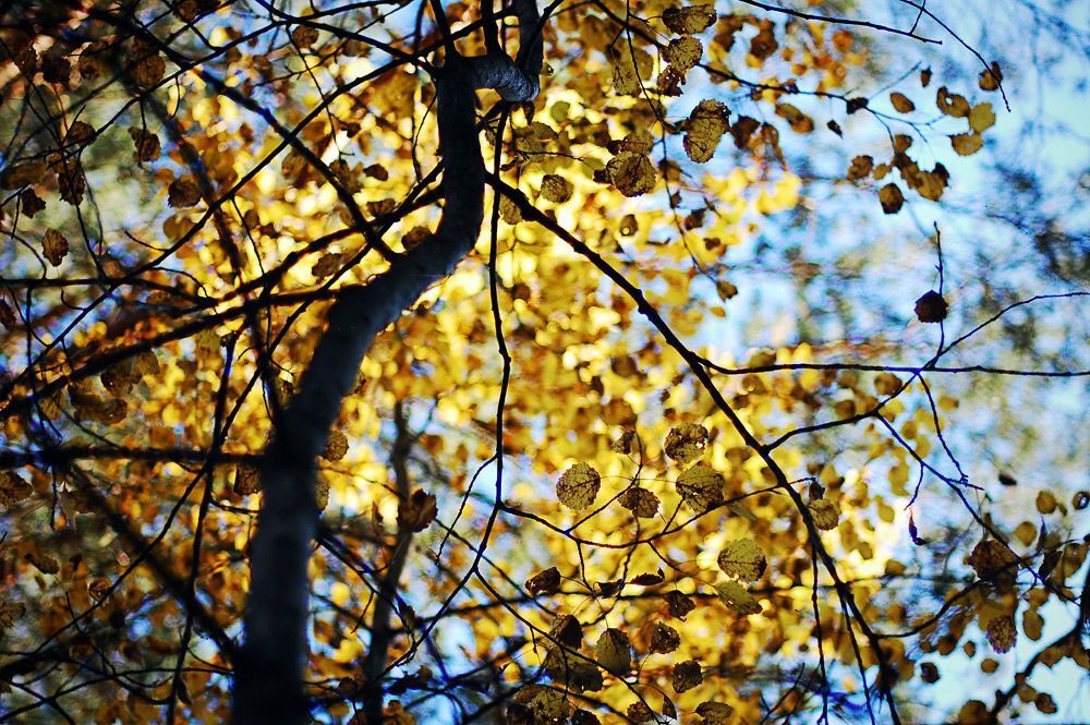 autumn