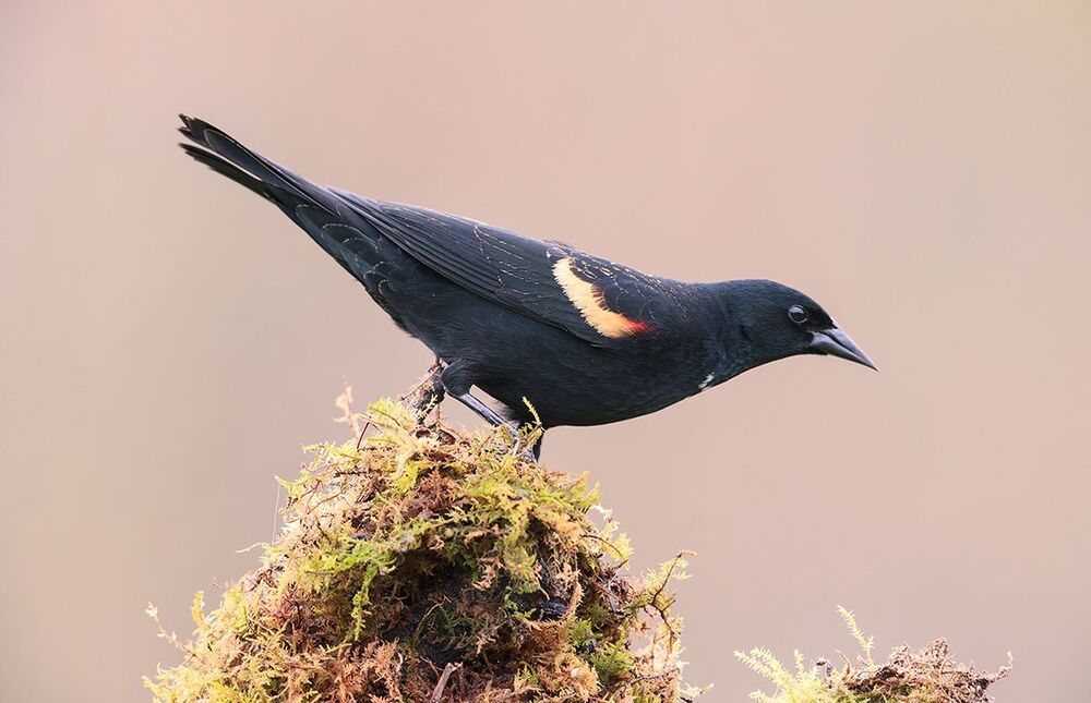 Красноплечий чёрный трупиал - Red-winged Blackbird
Птица семейства трупиаловых, широко распространённая на большей части Северной Америки. Это одна из наиболее массовых и хорошо изученных птиц на этом континенте.
В окрасе ярко выраженный половой диморфизм: самцы чёрные с красной и жёлтой отметинами на плече и крыле, самки невзрачные серовато-бурые, больше похожи на крупного воробья.
Основную часть рациона составляют семена и насекомые.