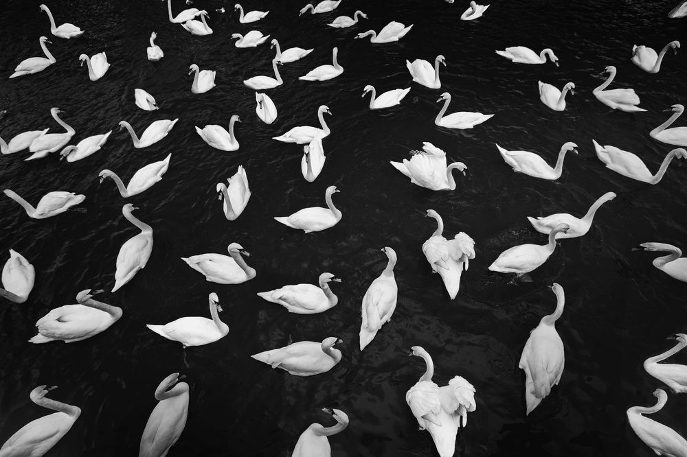 Silent World