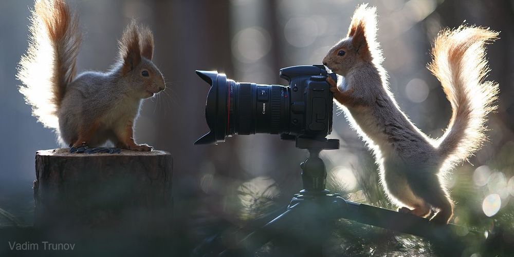 Фотоохотник