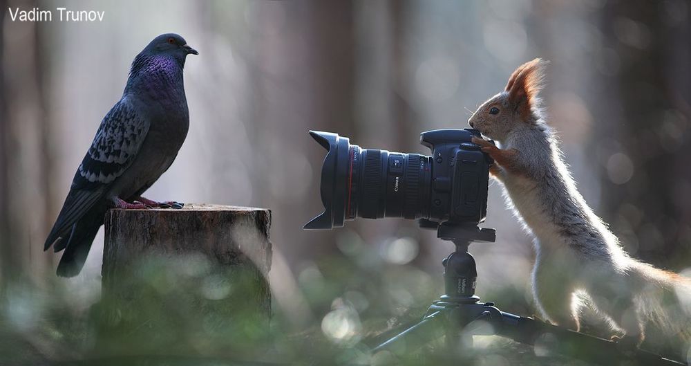 Фотоохотник