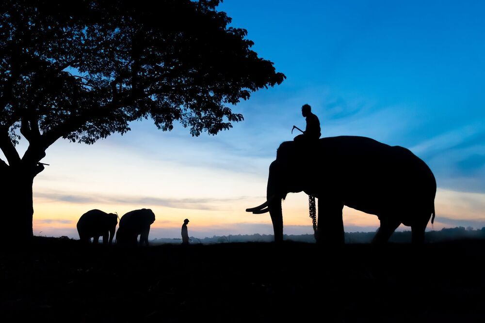 Thailand Elephant Village