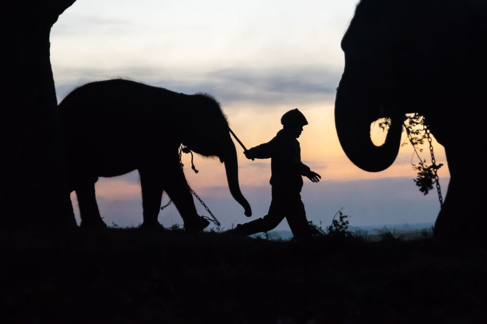 Thailand Elephant Village