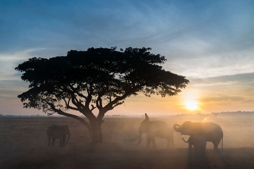 Thailand Elephant Village