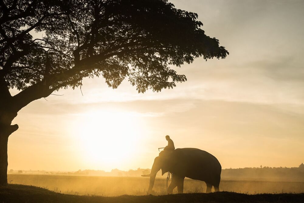 Thailand Elephant Village