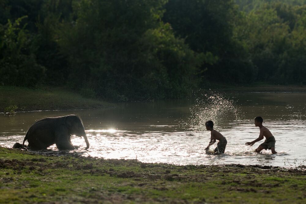 Thailand Elephant Village