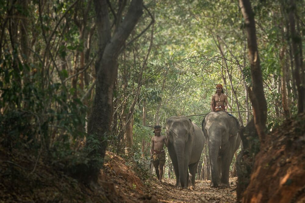 Thailand Elephant Village