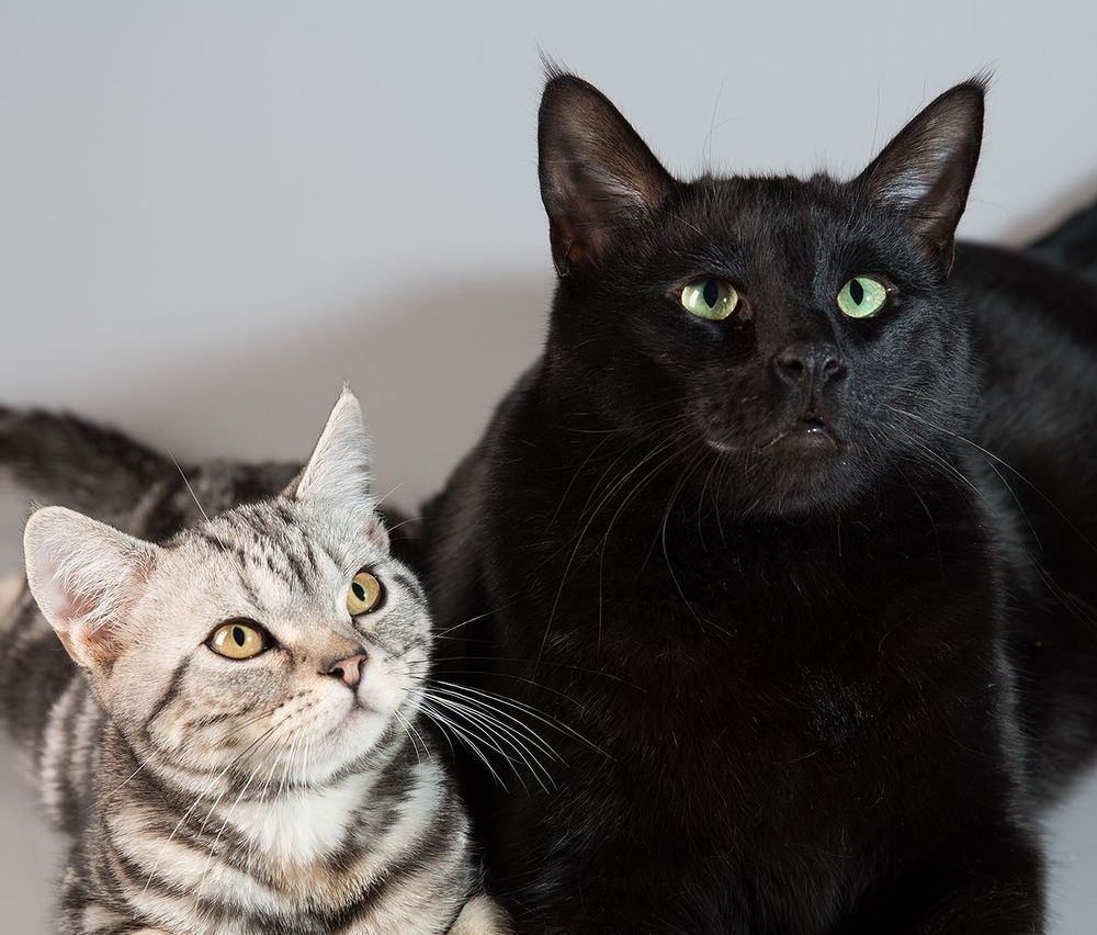 Наши котики -  Cats