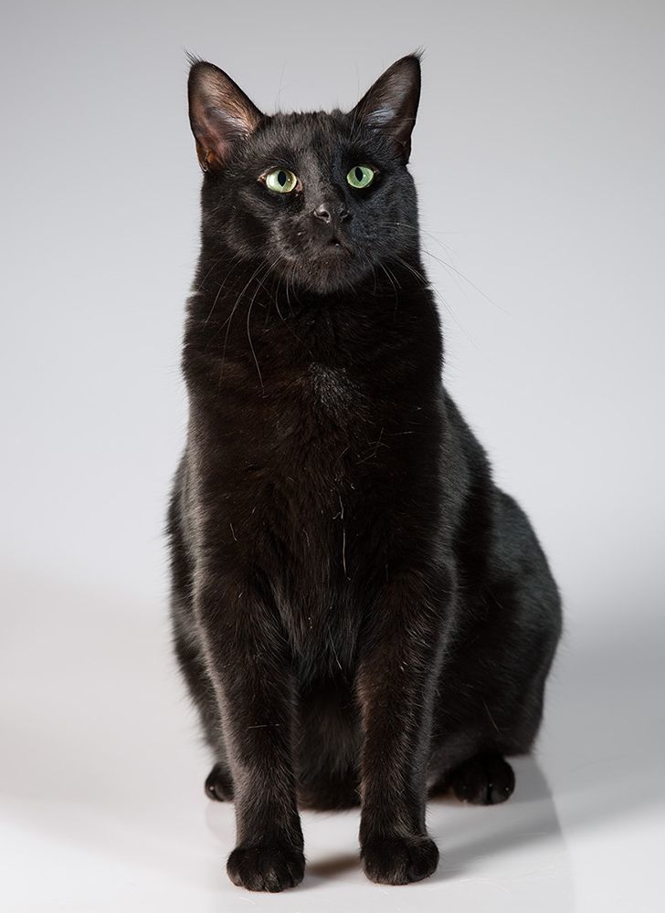 Наши котики -  Cats