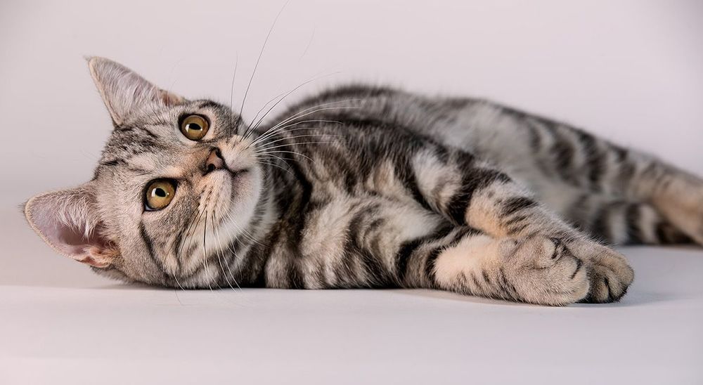Маркиз. Порода Американский короткошеостный кот.American shorthair cat окрас - Silver tabby
Ему 5 месяцев.
