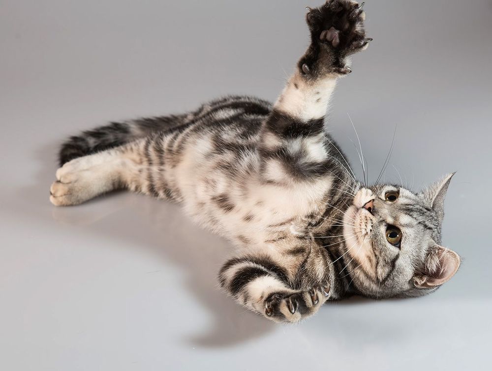 Наши котики -  Cats