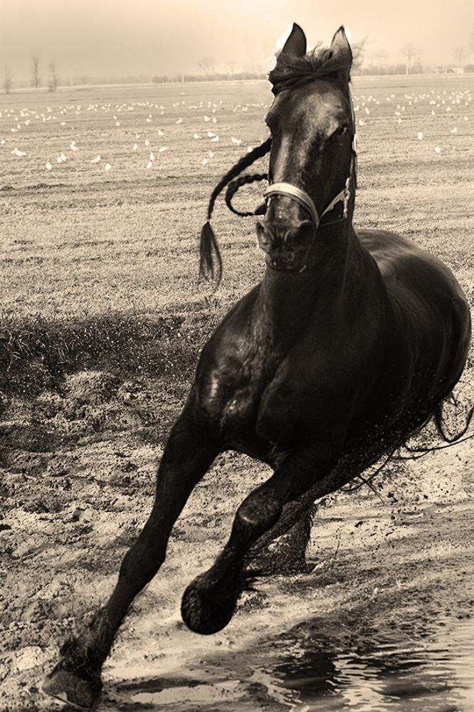 Horseman lost