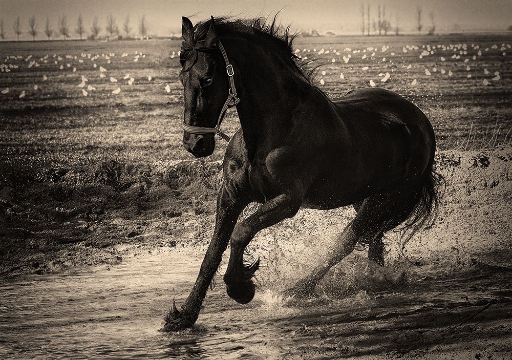 Horseman lost