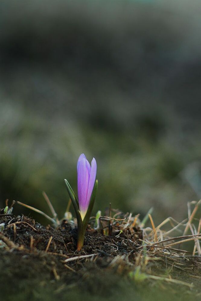 Брандушка разноцветная (Bulbocodium versicolor)