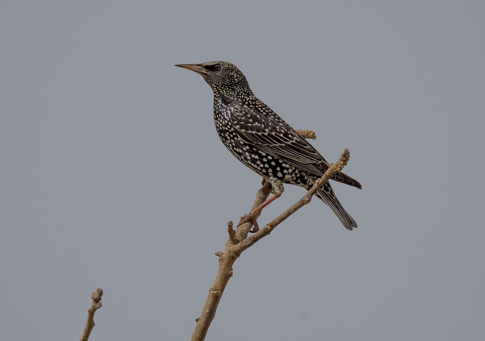 скворушка