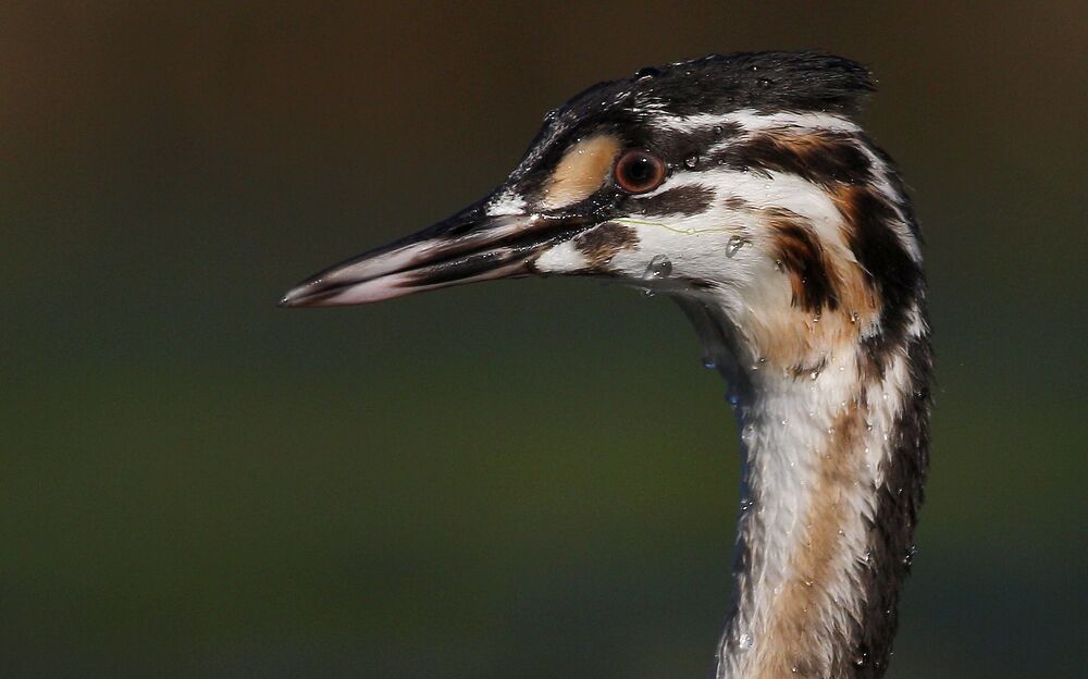 Большая поганка (juvenile)