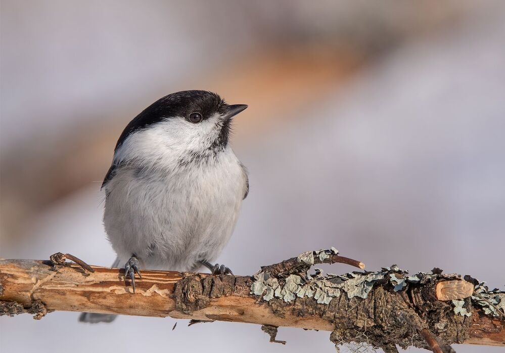 Гаичкины портреты