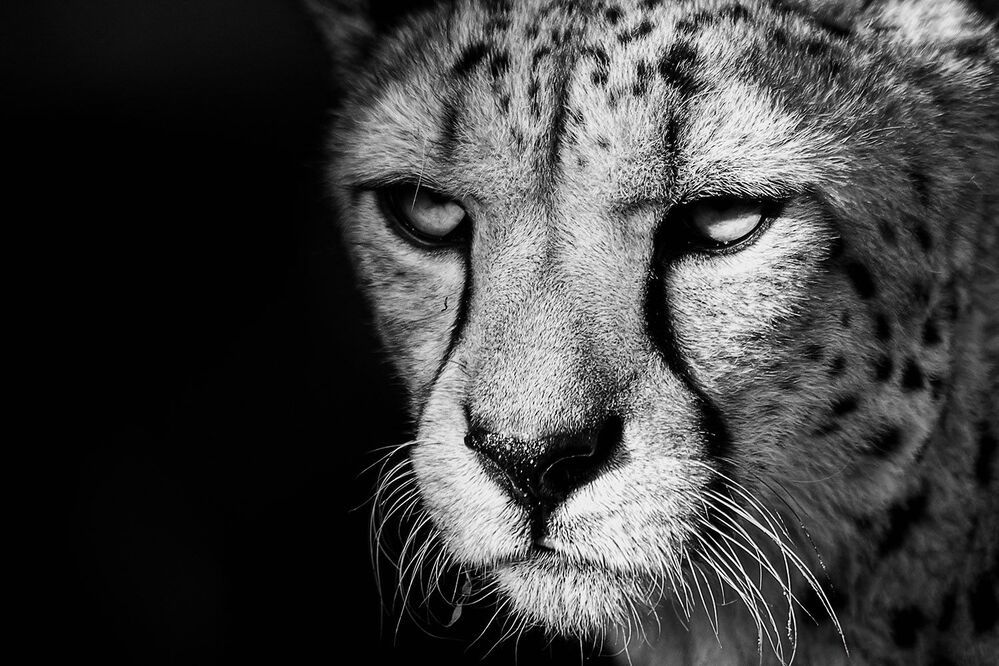 Animals