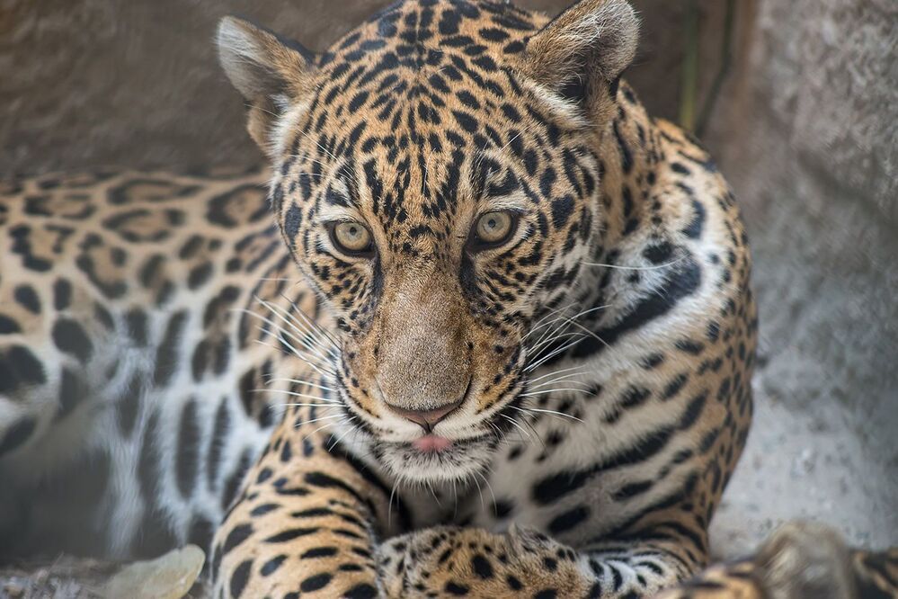 Animals