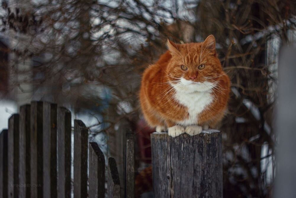 Филимоня