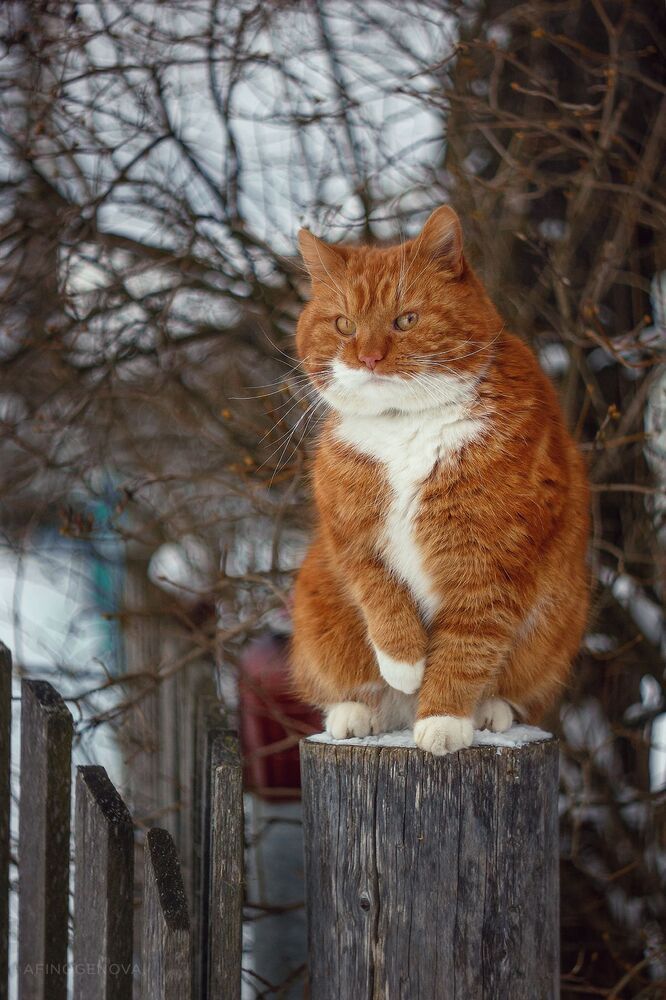 Филимоня