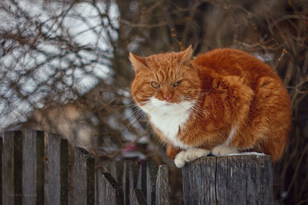 Филимоня