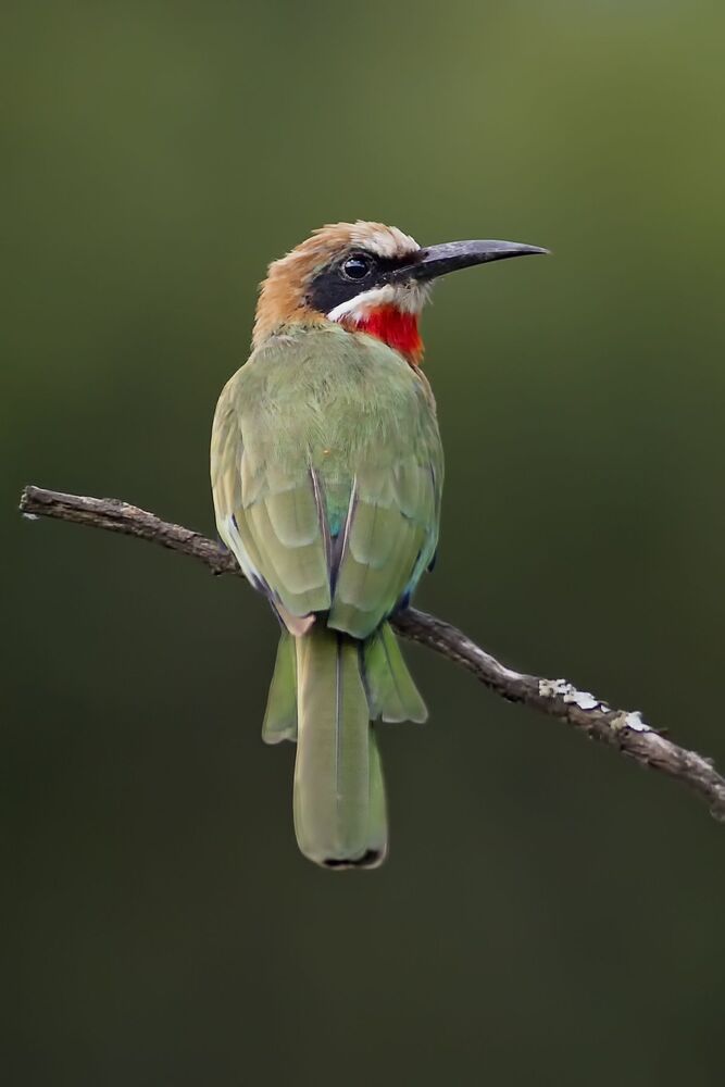 Bee-eater
