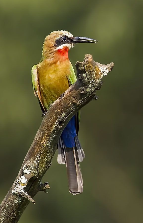 Bee-eater