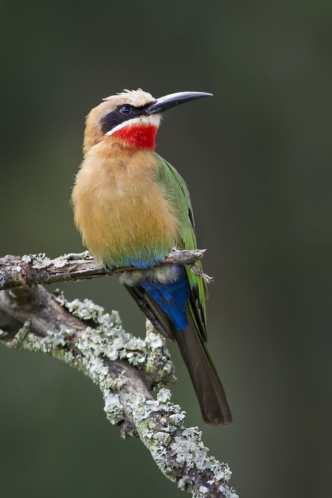 Bee-eater