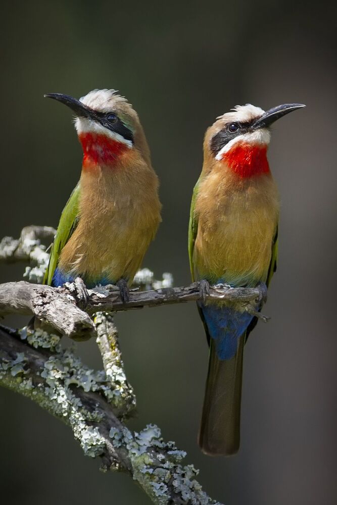 Bee-eater