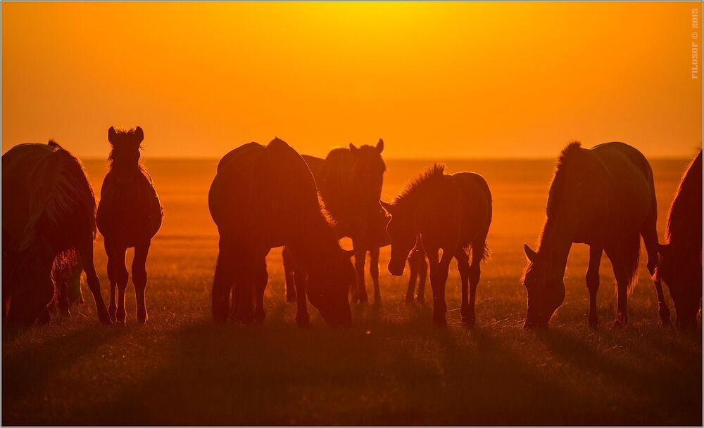 Mongolia